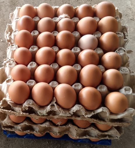 Egg