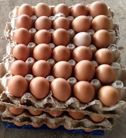 Egg